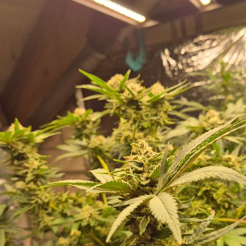Mimosa evo Photo ♥️ Barney's Farm  growlog timeline photo
