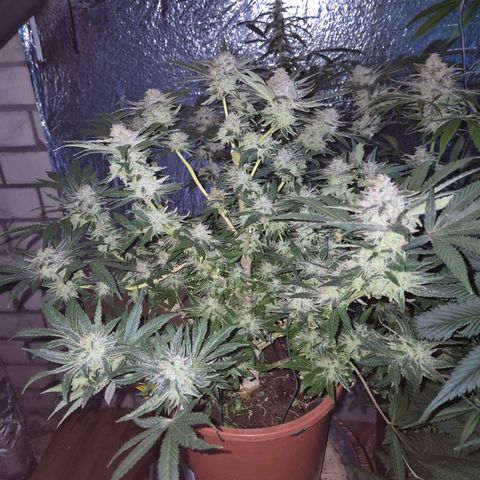 Mimosa evo Photo ♥️ Barney's Farm  growlog timeline photo