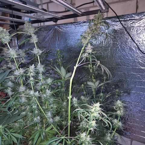 🍍Anna  #1 amnesia lemon  growlog timeline photo
