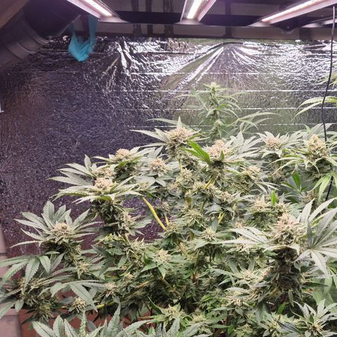 Mimosa evo Photo ♥️ Barney's Farm  growlog timeline photo