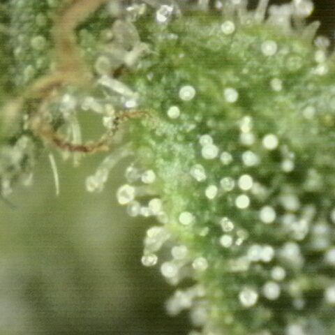 Mimosa evo Photo ♥️ Barney's Farm  growlog timeline photo