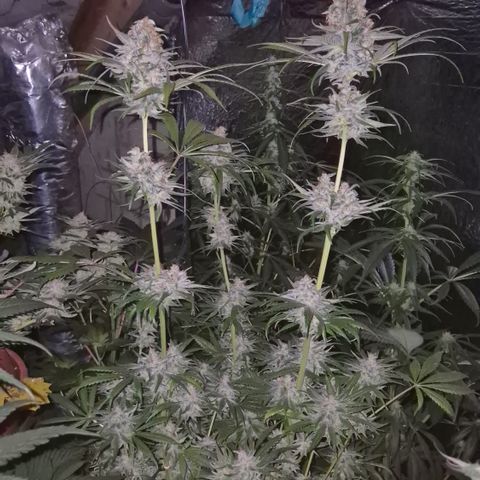 🍍Anna  #1 amnesia lemon  growlog timeline photo
