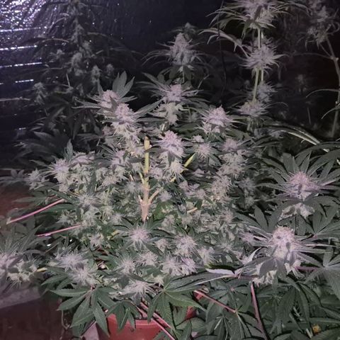 Mimosa evo Photo ♥️ Barney's Farm  growlog timeline photo