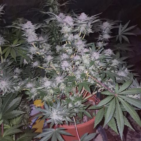 Mimosa evo Photo ♥️ Barney's Farm  growlog timeline photo