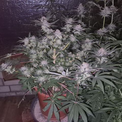 Mimosa evo Photo ♥️ Barney's Farm  growlog timeline photo