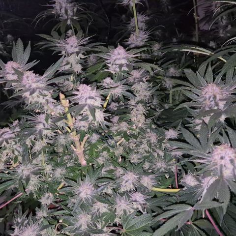 Mimosa evo Photo ♥️ Barney's Farm  growlog timeline photo