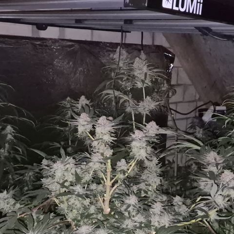 Mimosa evo Photo ♥️ Barney's Farm  growlog timeline photo