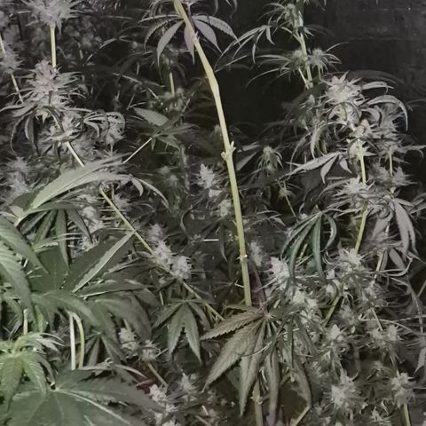 🌅Sherbi photo, blue sunset sherbert, Barneys farm  growlog timeline photo