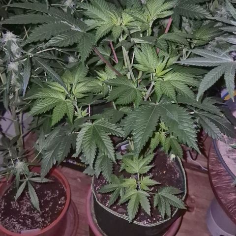 Moby Dick 1 growlog timeline photo