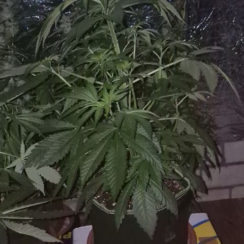 Black Domina 💃 growlog timeline photo