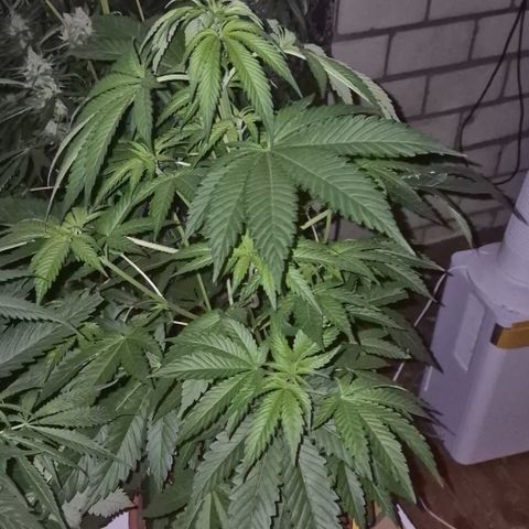 Black Domina 💃 growlog timeline photo