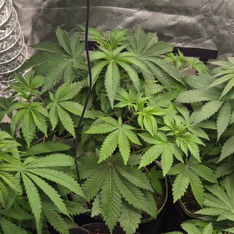 Moby 🍆  growlog timeline photo
