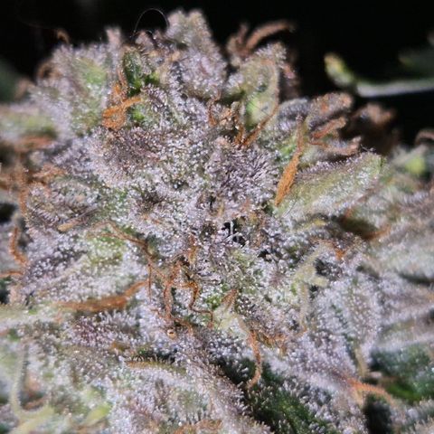 Mimosa evo Photo ♥️ Barney's Farm  growlog timeline photo