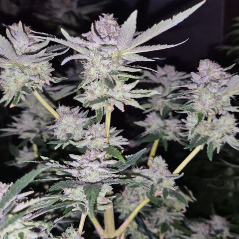 Mimosa evo Photo ♥️ Barney's Farm  growlog timeline photo