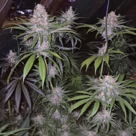🍍Anna  #1 amnesia lemon  growlog timeline photo