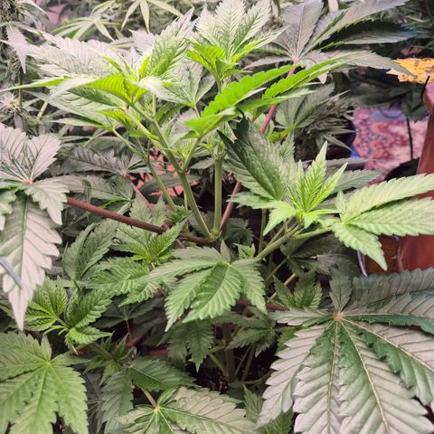 Moby Dick 1 growlog timeline photo