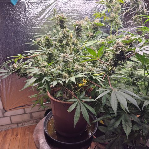 Mimosa evo Photo ♥️ Barney's Farm  growlog timeline photo