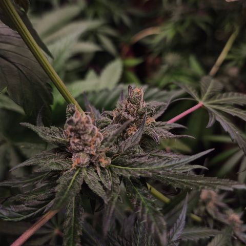 🌅Sherbi photo, blue sunset sherbert, Barneys farm  growlog timeline photo