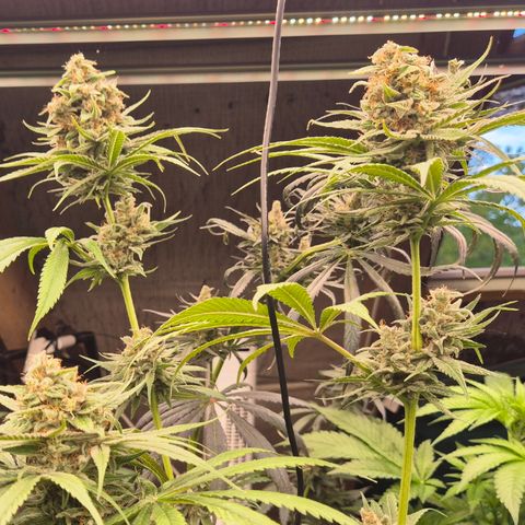 🍍Anna  #1 amnesia lemon  growlog timeline photo