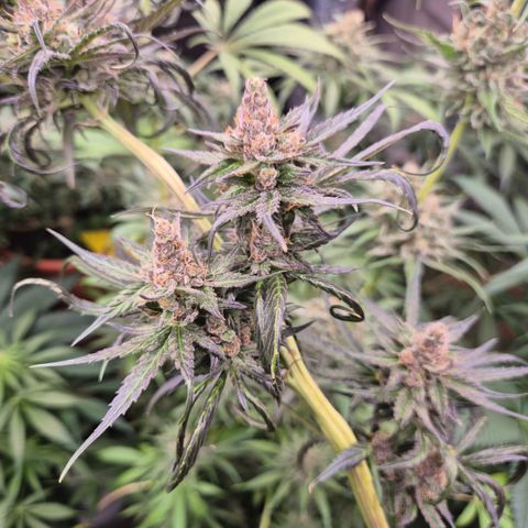 🌅Sherbi photo, blue sunset sherbert, Barneys farm  growlog timeline photo