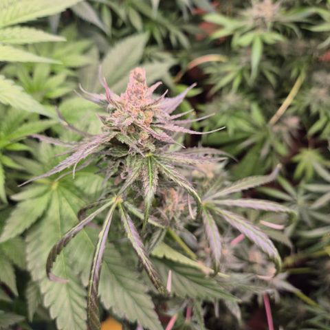 🌅Sherbi photo, blue sunset sherbert, Barneys farm  growlog timeline photo