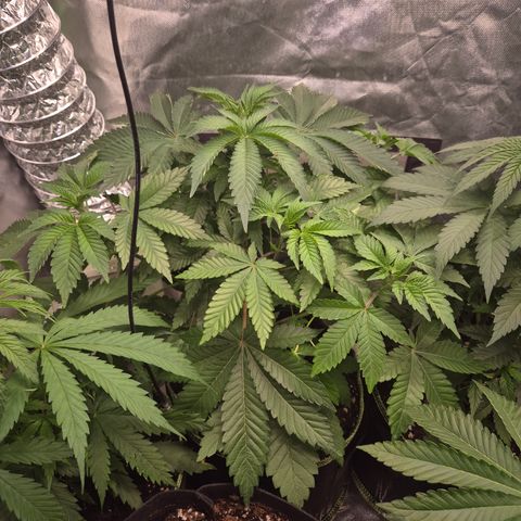 Moby 🍆  growlog timeline photo