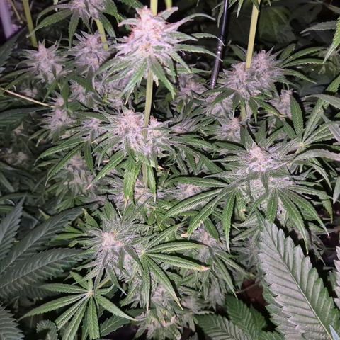 🍍Anna  #1 amnesia lemon  growlog timeline photo