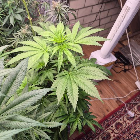 Black Domina 💃 growlog timeline photo