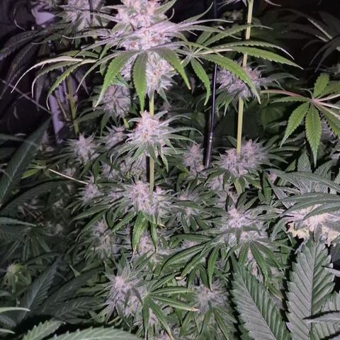 🍍Anna  #1 amnesia lemon  growlog timeline photo