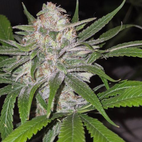 🍍Anna  #1 amnesia lemon  growlog timeline photo