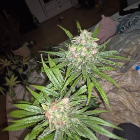 🍍Anna  #1 amnesia lemon  growlog timeline photo