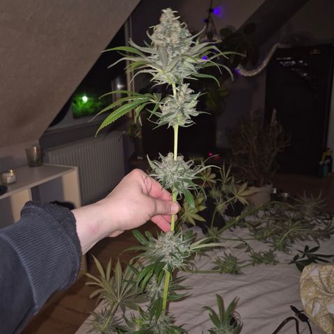 🍍Anna  #1 amnesia lemon  growlog timeline photo