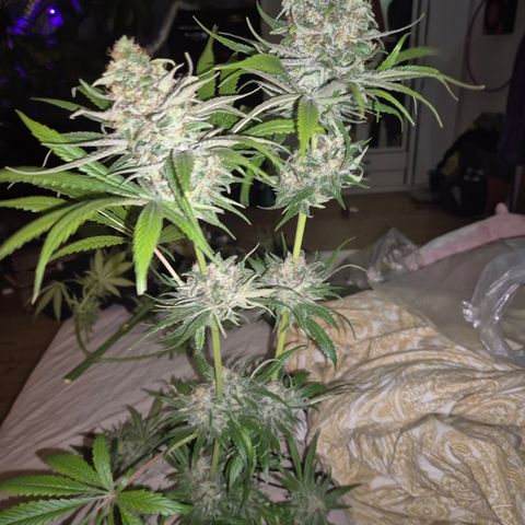 🍍Anna  #1 amnesia lemon  growlog timeline photo