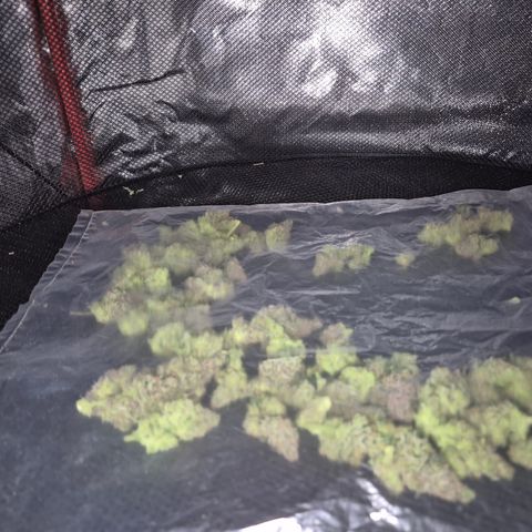 🌅Sherbi photo, blue sunset sherbert, Barneys farm  growlog timeline photo