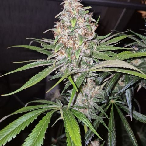 🍍Anna  #1 amnesia lemon  growlog timeline photo