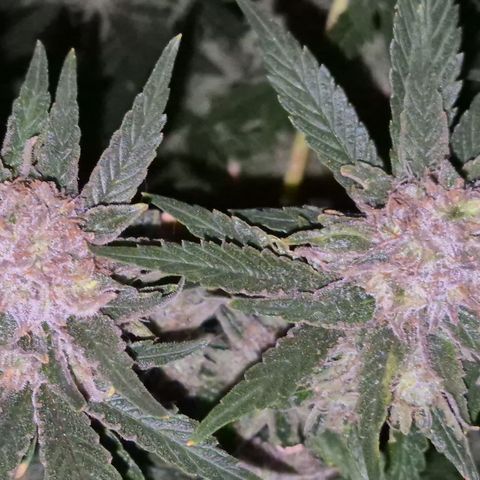 Mimosa evo Photo ♥️ Barney's Farm  growlog timeline photo