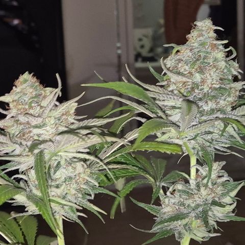 🍍Anna  #1 amnesia lemon  growlog timeline photo