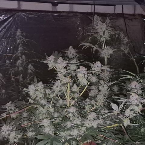Mimosa evo Photo ♥️ Barney's Farm  growlog timeline photo