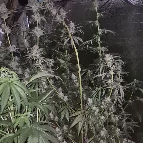 🌅Sherbi photo, blue sunset sherbert, Barneys farm  growlog timeline photo
