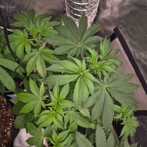 Moby 🍆  growlog timeline photo
