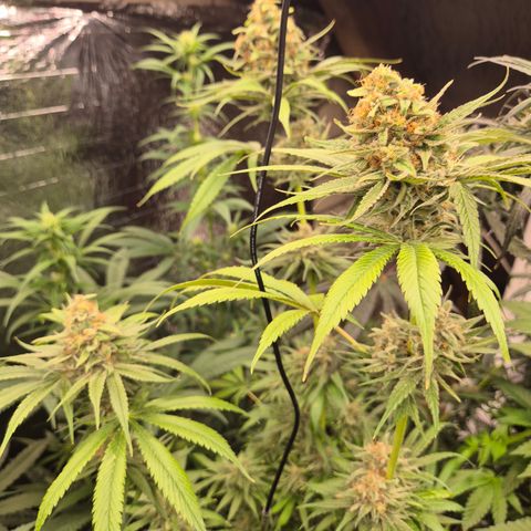 🍍Anna  #1 amnesia lemon  growlog timeline photo