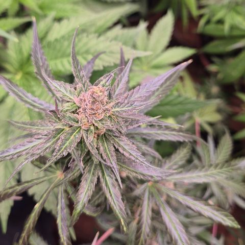 🌅Sherbi photo, blue sunset sherbert, Barneys farm  growlog timeline photo