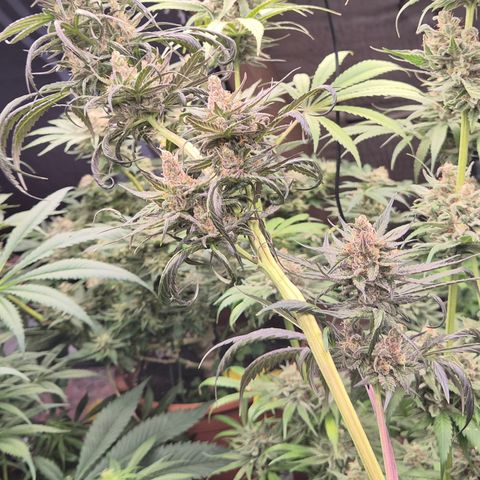 🌅Sherbi photo, blue sunset sherbert, Barneys farm  growlog timeline photo