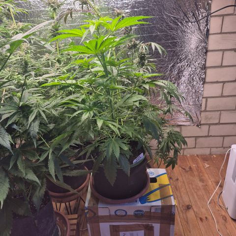 Black Domina 💃 growlog timeline photo