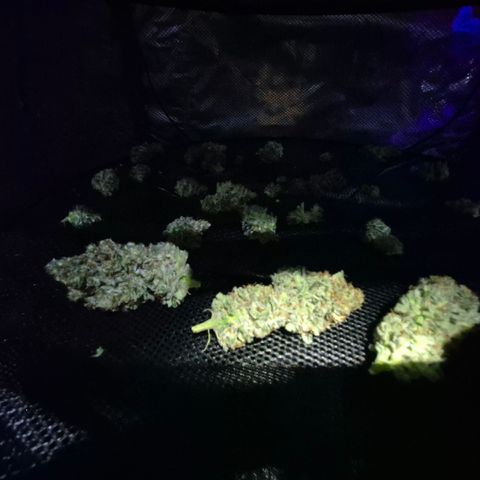 🍍Anna  #1 amnesia lemon  growlog timeline photo