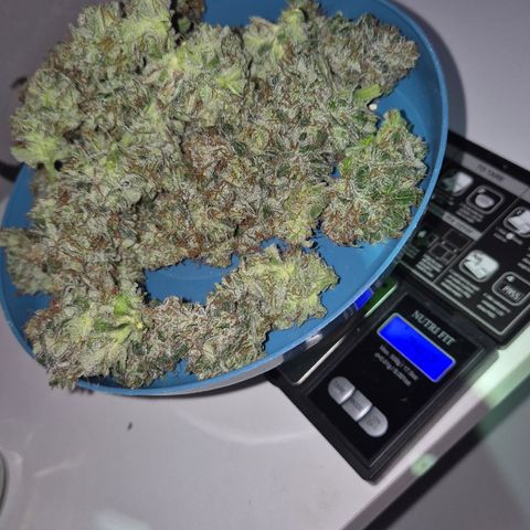 🍍Anna  #1 amnesia lemon  growlog timeline photo