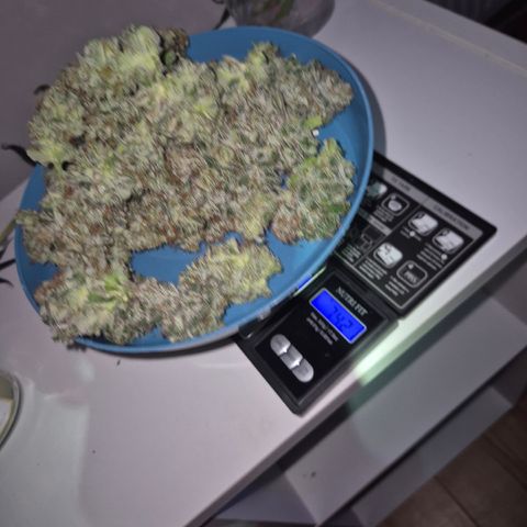 🍍Anna  #1 amnesia lemon  growlog timeline photo