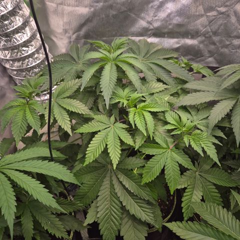 Moby 🍆  growlog timeline photo