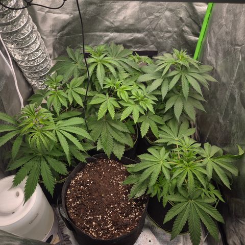 Moby 🍆  growlog timeline photo