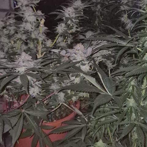 Mimosa evo Photo ♥️ Barney's Farm  growlog timeline photo